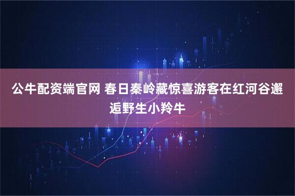 公牛配资端官网 春日秦岭藏惊喜游客在红河谷邂逅野生小羚牛
