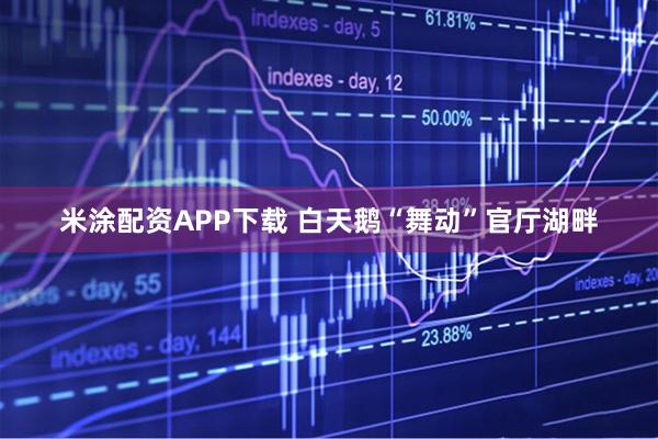 米涂配资APP下载 白天鹅“舞动”官厅湖畔