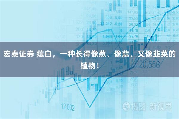 宏泰证券 薤白，一种长得像葱、像蒜、又像韭菜的植物！